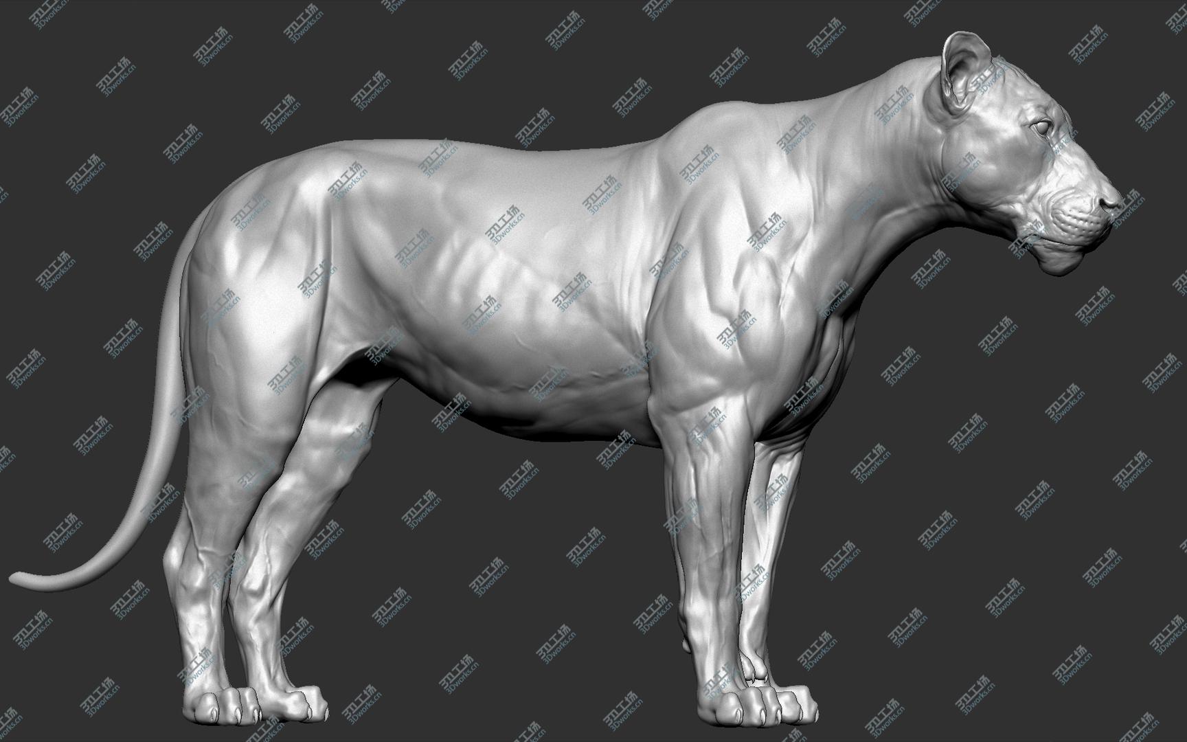 images/goods_img/2021040161/3D model Lion (Big Cat) VFX Zbrush Sculpt/3.jpg